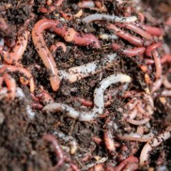 biolytix-worms